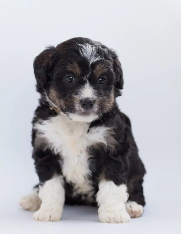 Cute Black and White Puppy Sitting with Adorable Eyes Image