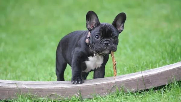 Cute Black French Bulldog Puppy Playing Outside on Grass