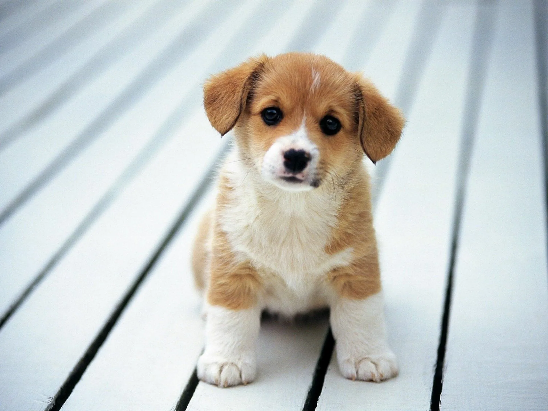 Cute Brown and White Puppy Sitting on a Wooden Deck Alone