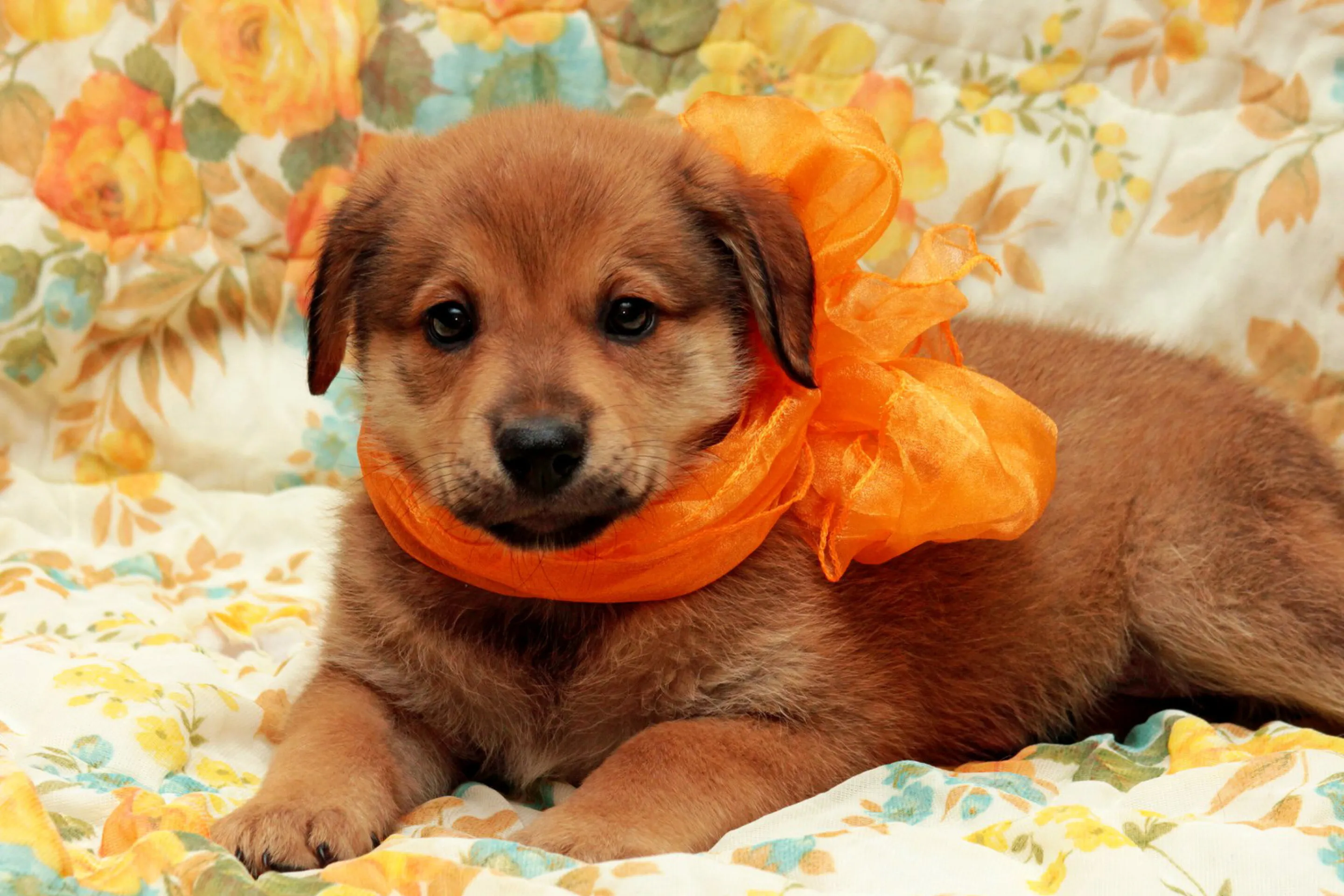 Cute Brown Puppy Laying on Floral Blanket with Orange Scar
