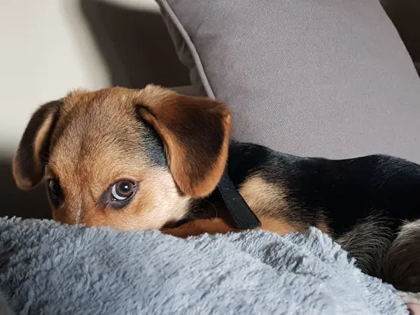 Cute Brown Puppy Resting Head on Pillow with Soft Blanket