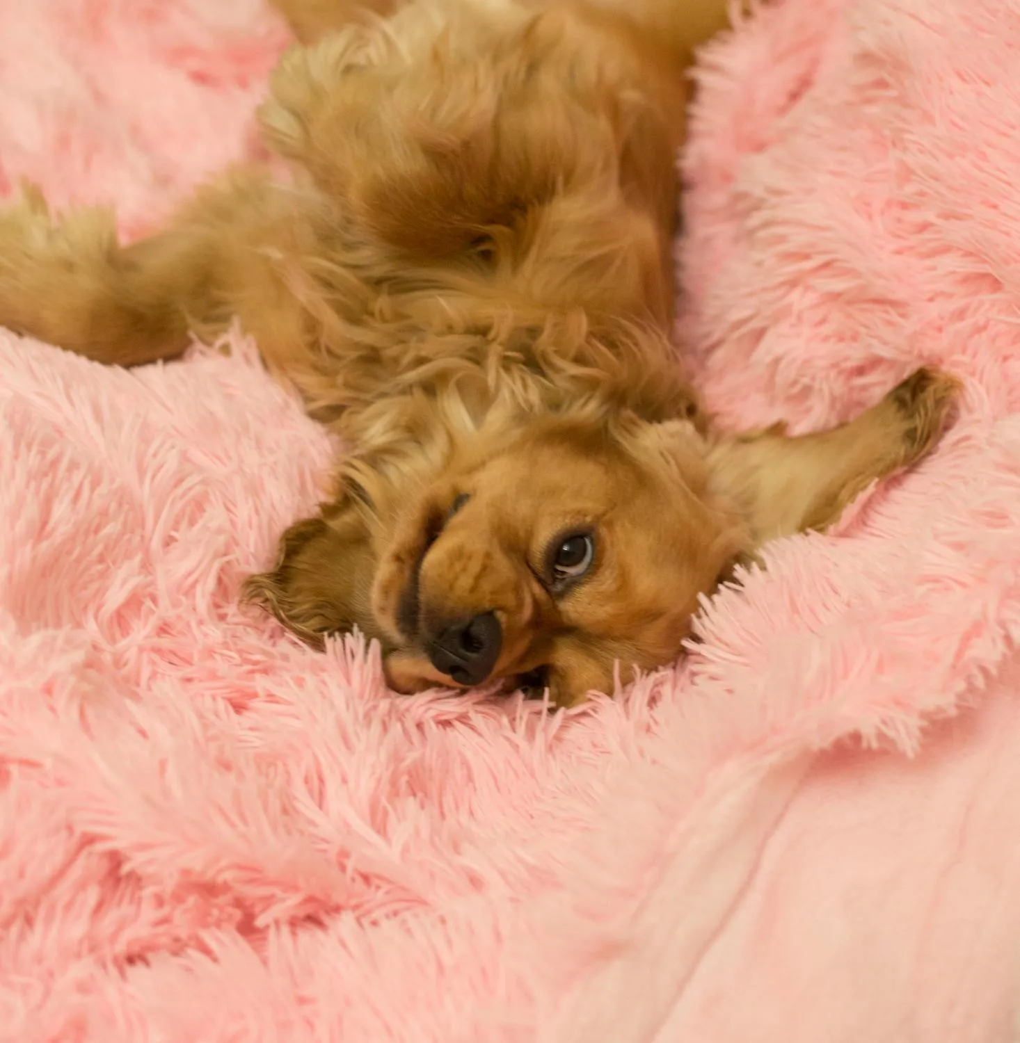 Cute Brown Puppy Sleeping on a Soft Pink Fuzzy Blanket