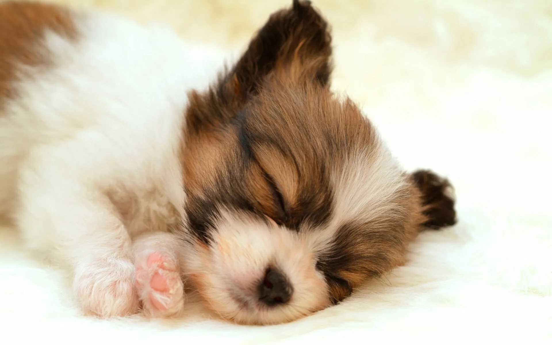 Cute Brownish Puppy Sleeping on a Fluffy White Blanket Image