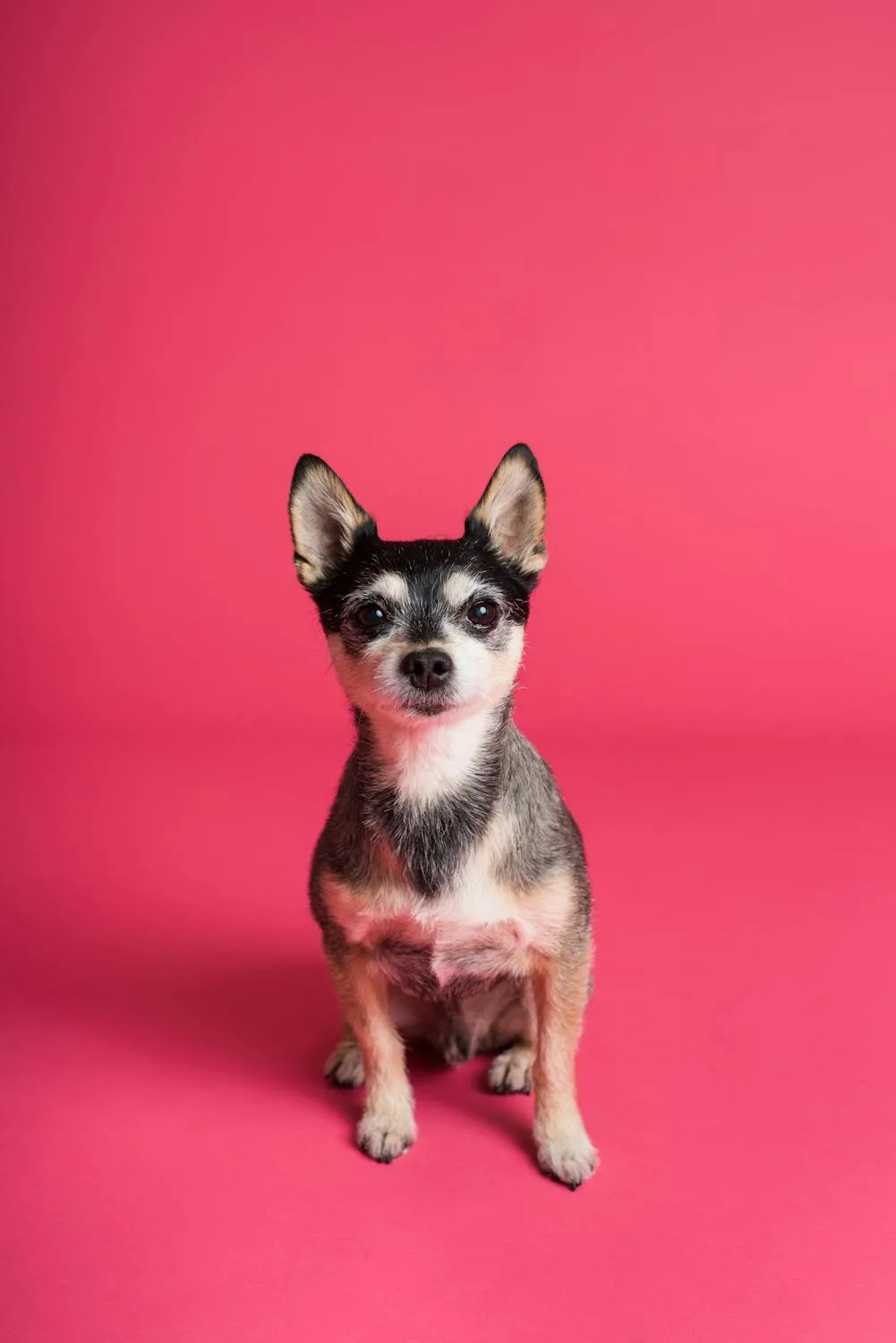 Cute Chihuahua Puppy Looking Up on a Pink Background Hd