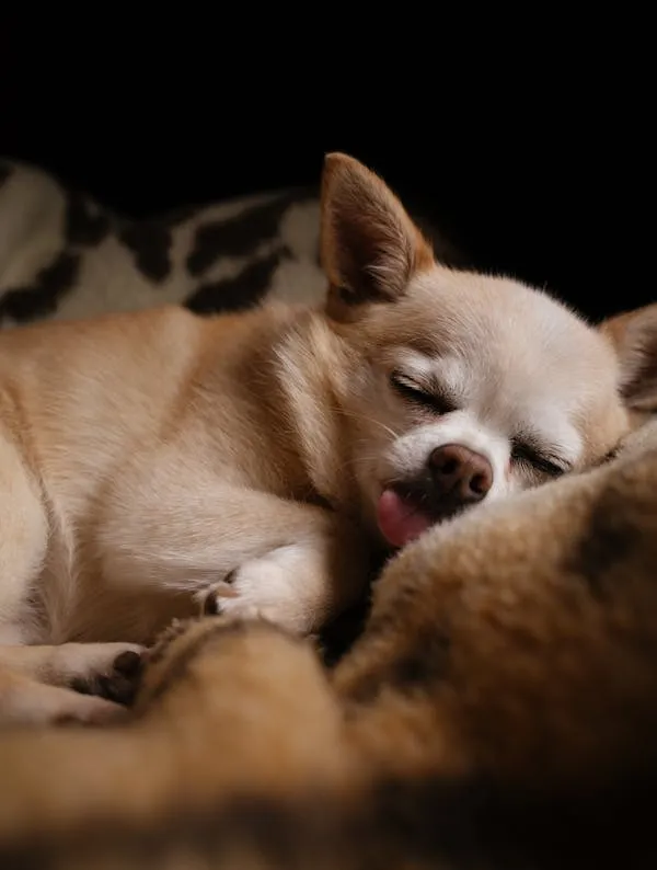 Cute Chihuahua Sleeping Peacefully with Tongue Sticking Out