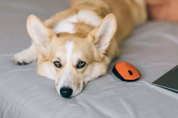 Cute Corgi Dog Lying on Bed Next To Laptop and Mouse Image