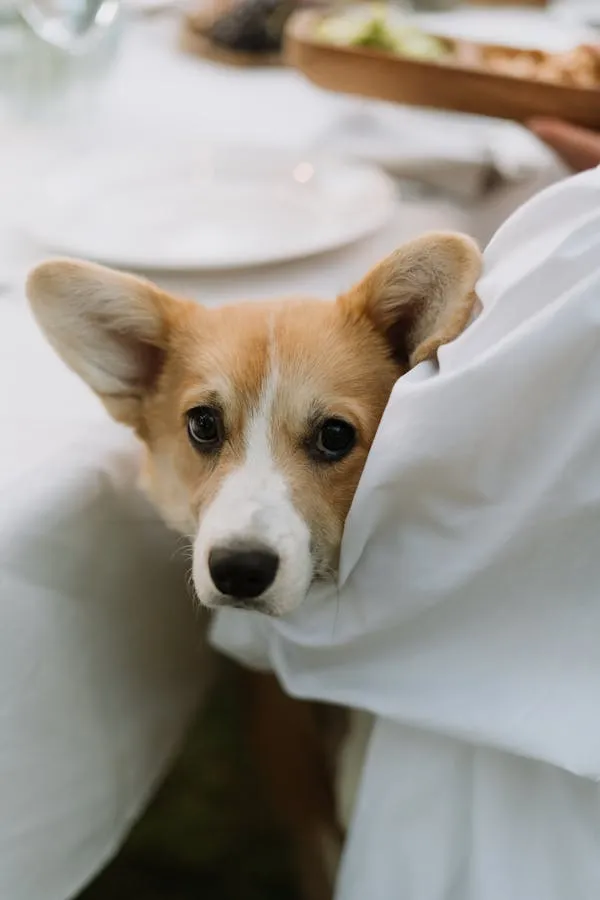 Cute Corgi Looking Out From Under a White Tablecloth Image