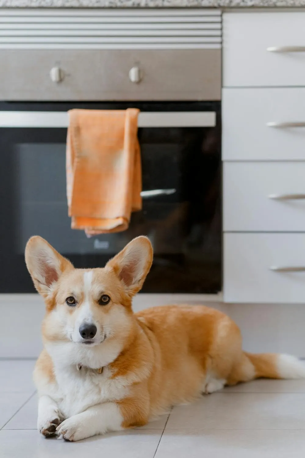 Cute Corgi Puppy Relaxing on the Kitchen Floor Wallpaper