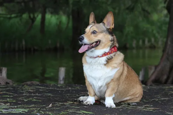 Cute Corgi Puppy Sitting Near Water Happily Wallpaper