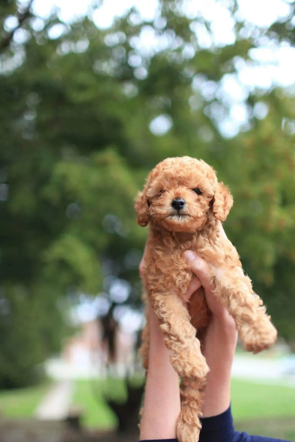 Cute Curly Puppy Being Held Up By a Person Free Wallpaper