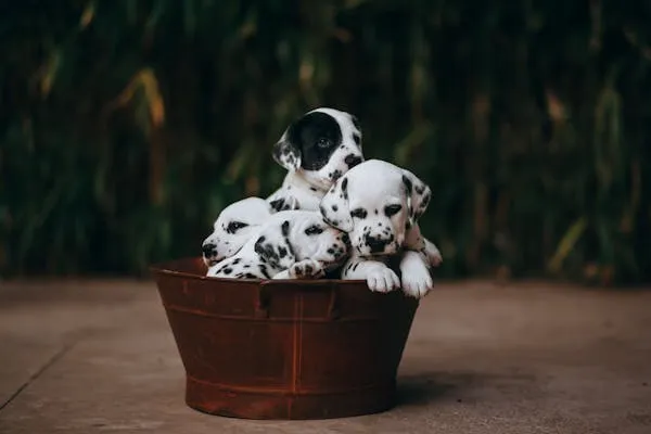 Cute Dalmatian Puppies Cuddled in Rustic Wooden Bucket
