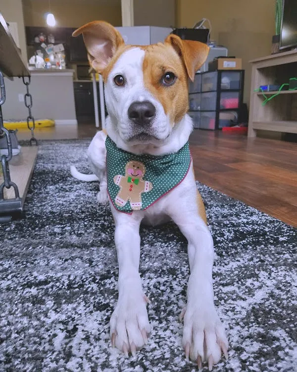 Cute Dog Lying on Carpet Wearing a Festive Holiday Scarf