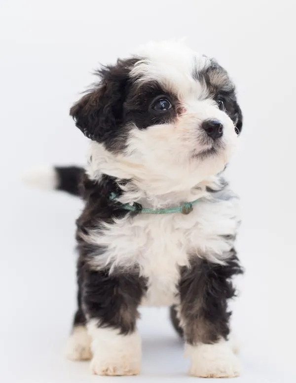 Cute Fluffy Black and White Puppy Standing Free Wallpaper