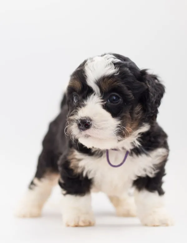 Cute Fluffy Black White Puppy Standing on a White Backdrop