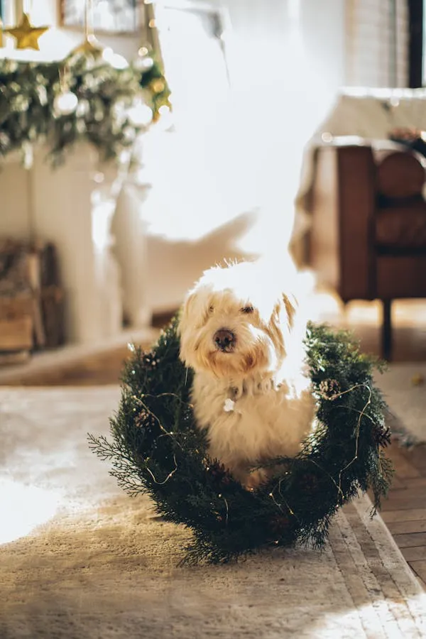 Cute Fluffy Dog Sitting Inside a Christmas Wreath Wallpaper