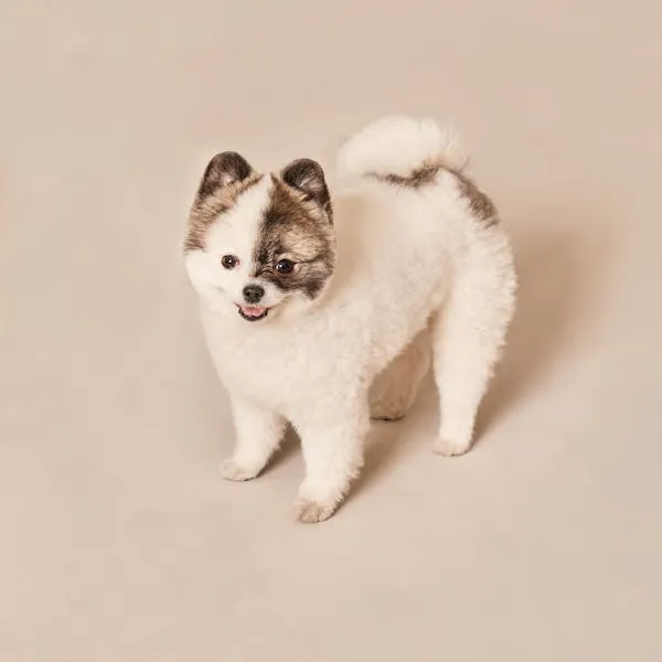 Cute Fluffy Dog Smiling While Standing on Cream Background