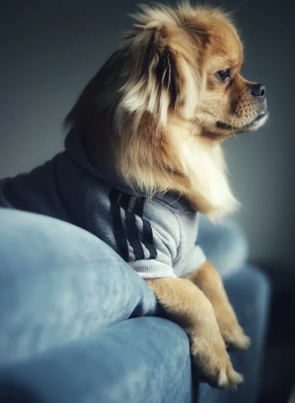 Cute Fluffy Dog Wearing a Hoodie Sitting on a Blue Couch Hd