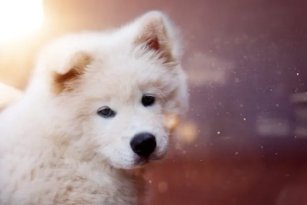 Cute Fluffy Puppy Looking Front with Soft Warm Sunlight Glow