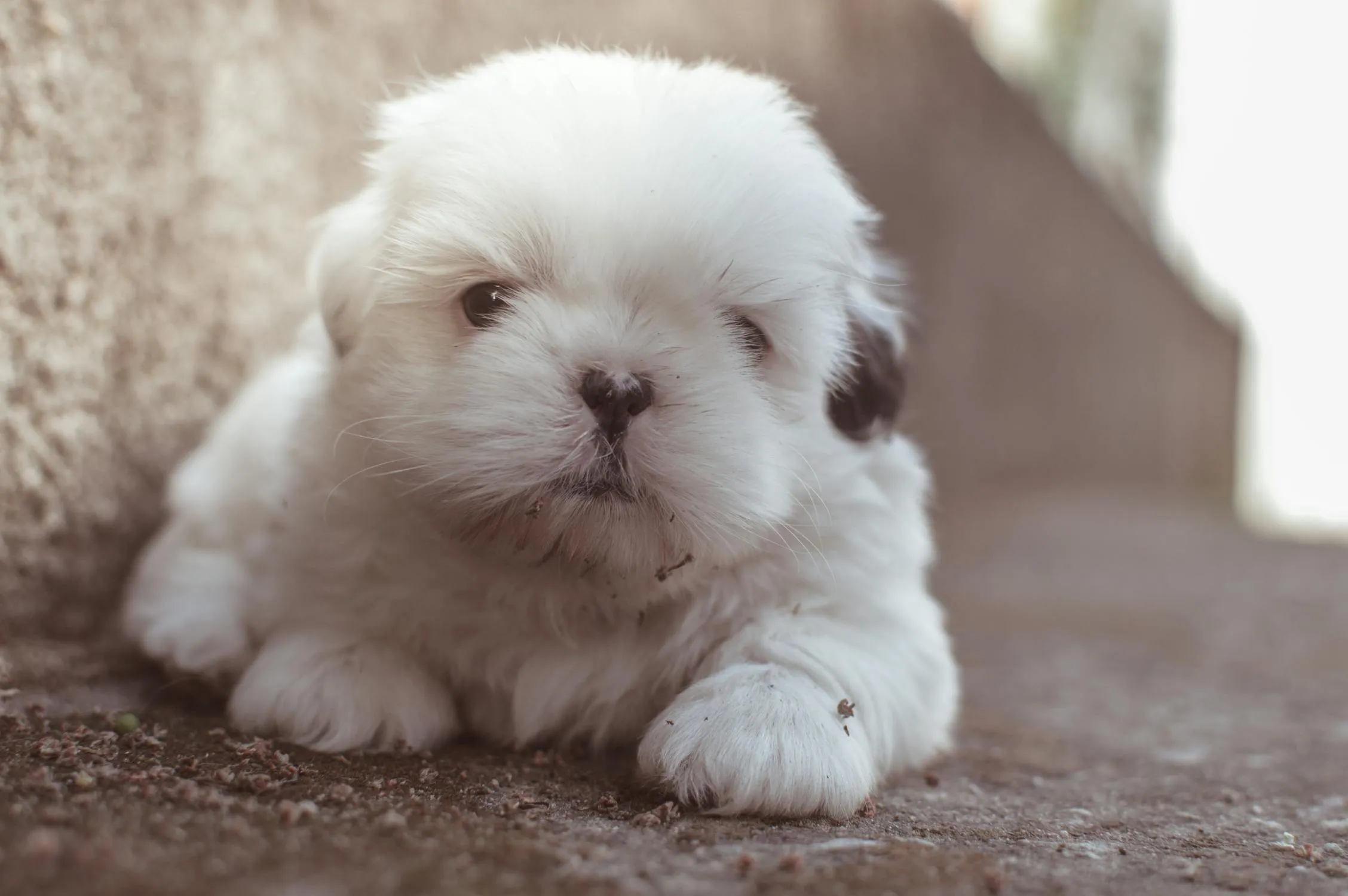 Cute Fluffy Puppy Lying Down Near a Wall on the Ground Image