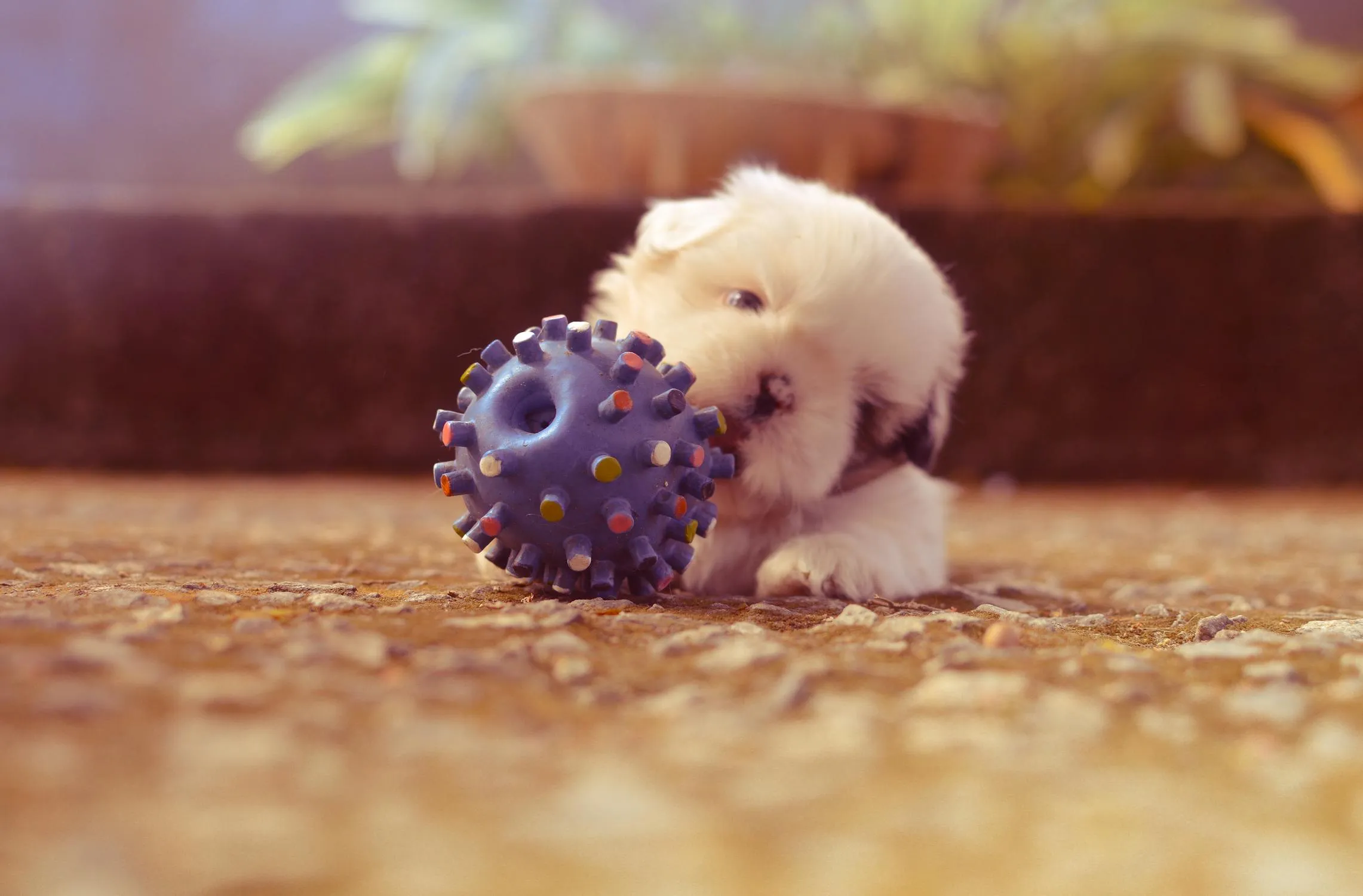 Cute Fluffy Puppy Playing with Purple Ball Free Wallpaper