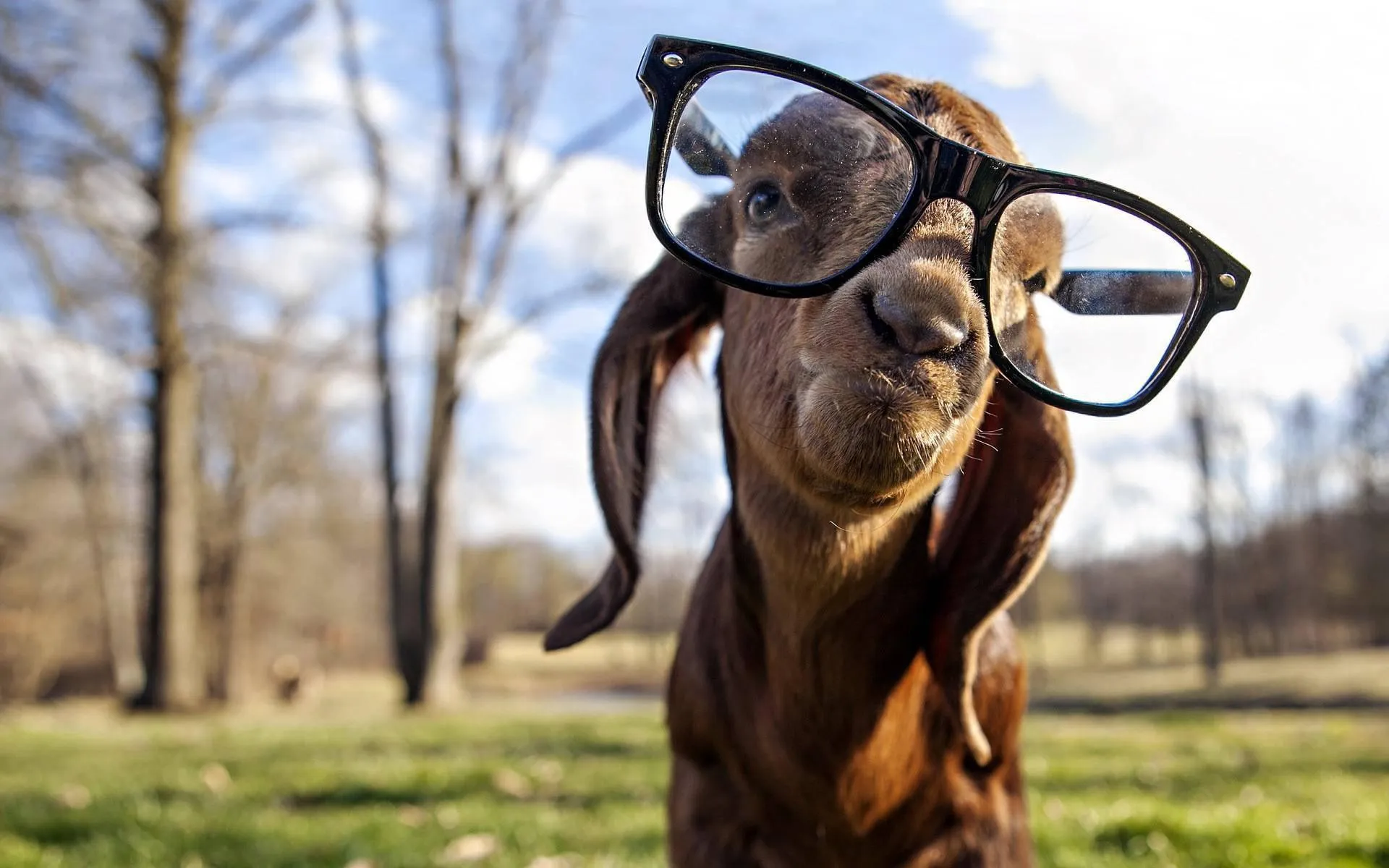Cute Goat Wearing Oversized Glasses in Outdoor Setting