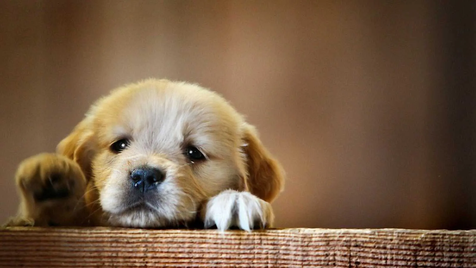 Cute Golden Puppy Resting Paws on a Wooden Surface Wallpaper