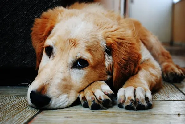 Cute Golden Retriever Puppy Resting Head on Soft Surface