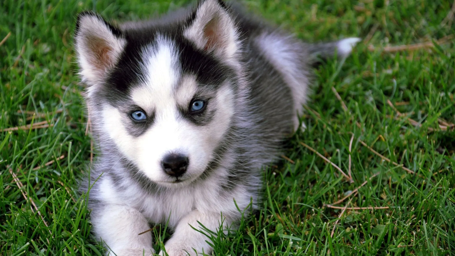 Cute Husky Puppy Laying on the Grass Looking Camera Image