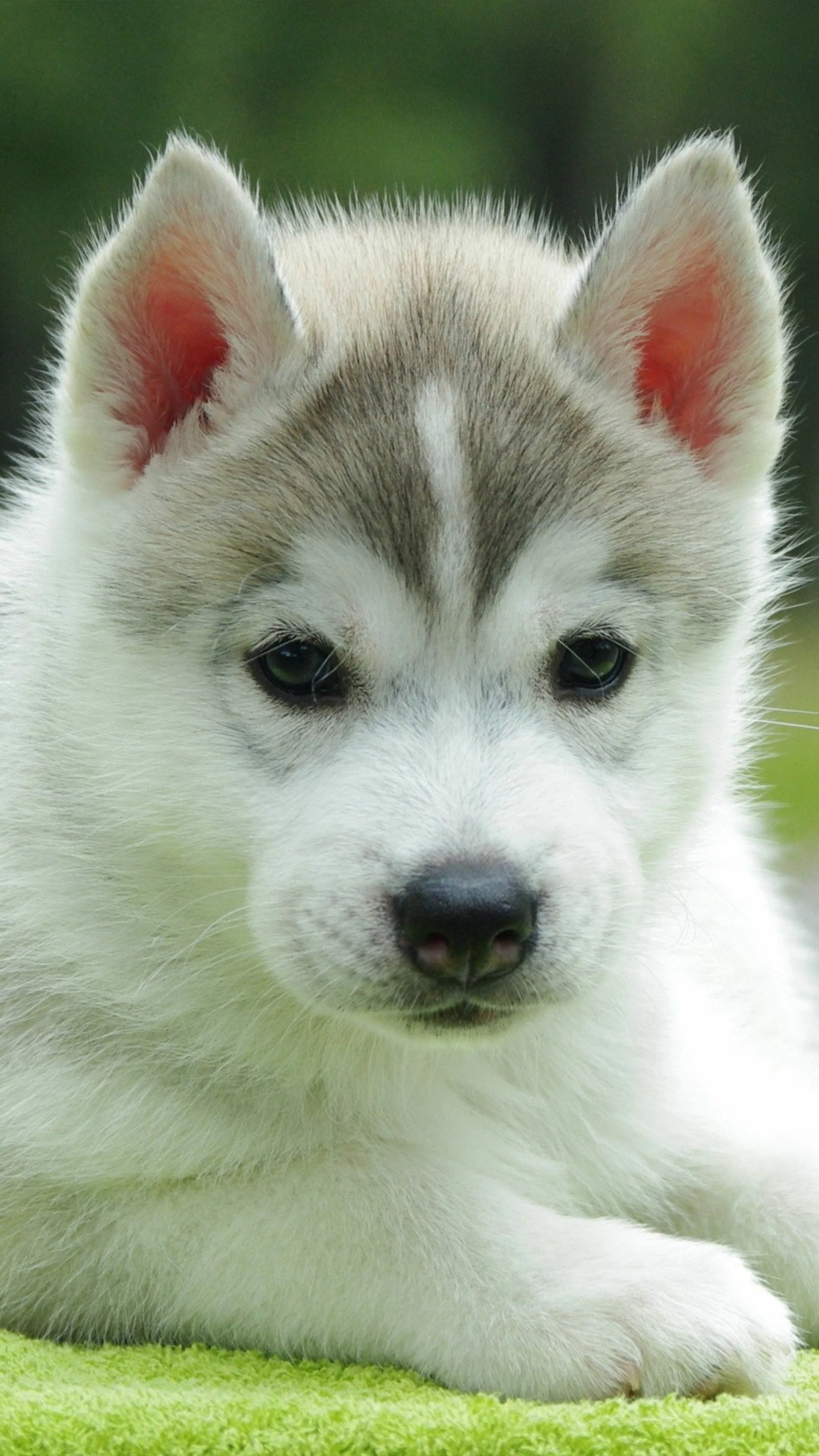 Cute Husky Puppy Lying Down and Looking Front Free Wallpaper