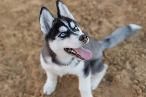 Cute Husky Puppy Playing on Brown Dirt with Tongue Out Image