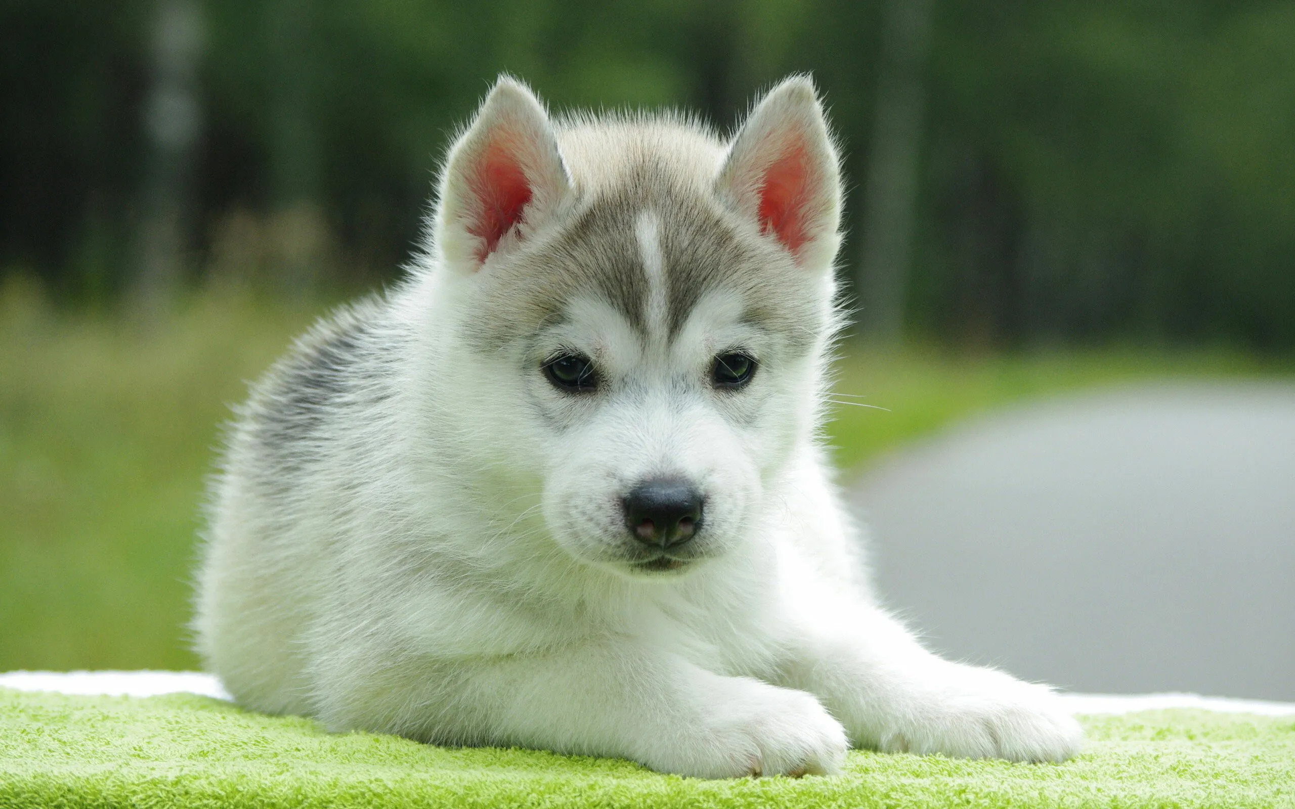 Cute Husky Puppy Resting on a Green Towel Outside Wallpaper