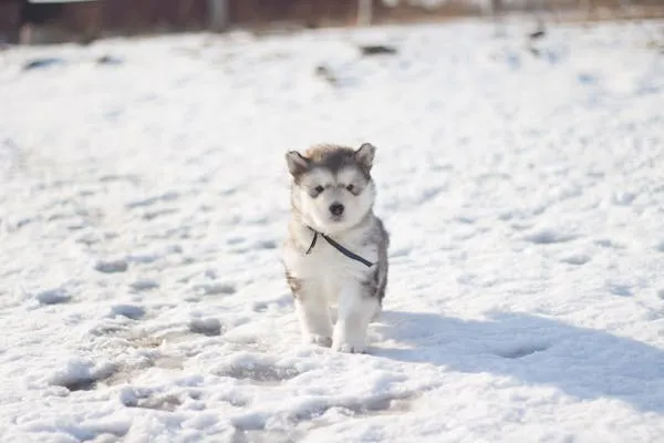 Cute Husky Puppy Standing on a Snow Covered Ground Image