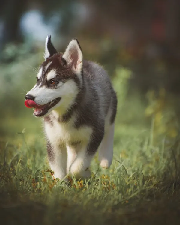 Cute Husky Puppy Walking on Grass with Tongue Out Image