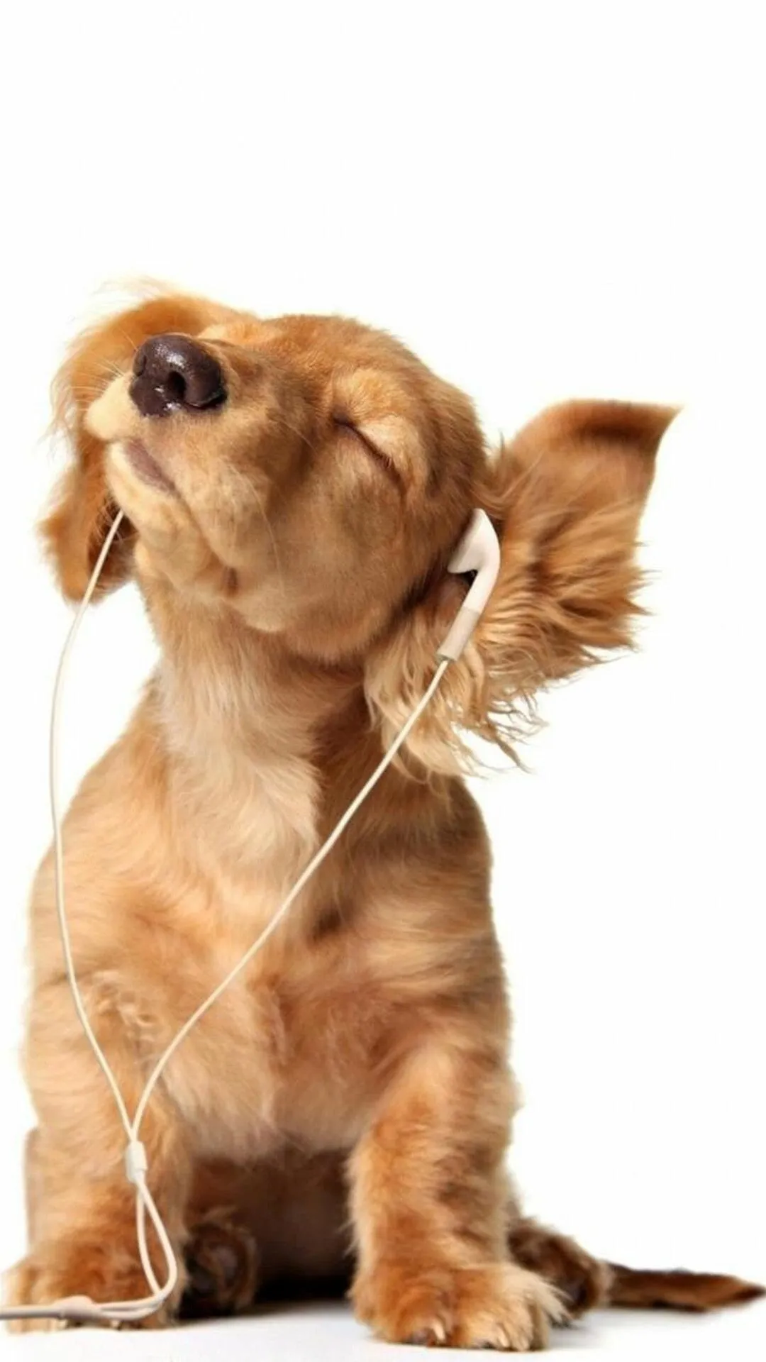 Cute Puppy Enjoying Music with Headphones on Free Wallpaper
