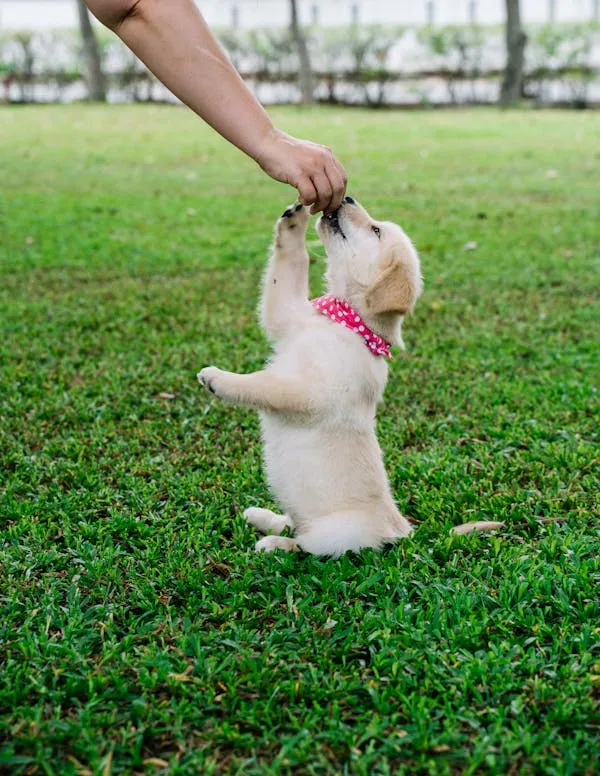 Cute Puppy Learning Tricks with Treat on Green Grass Image