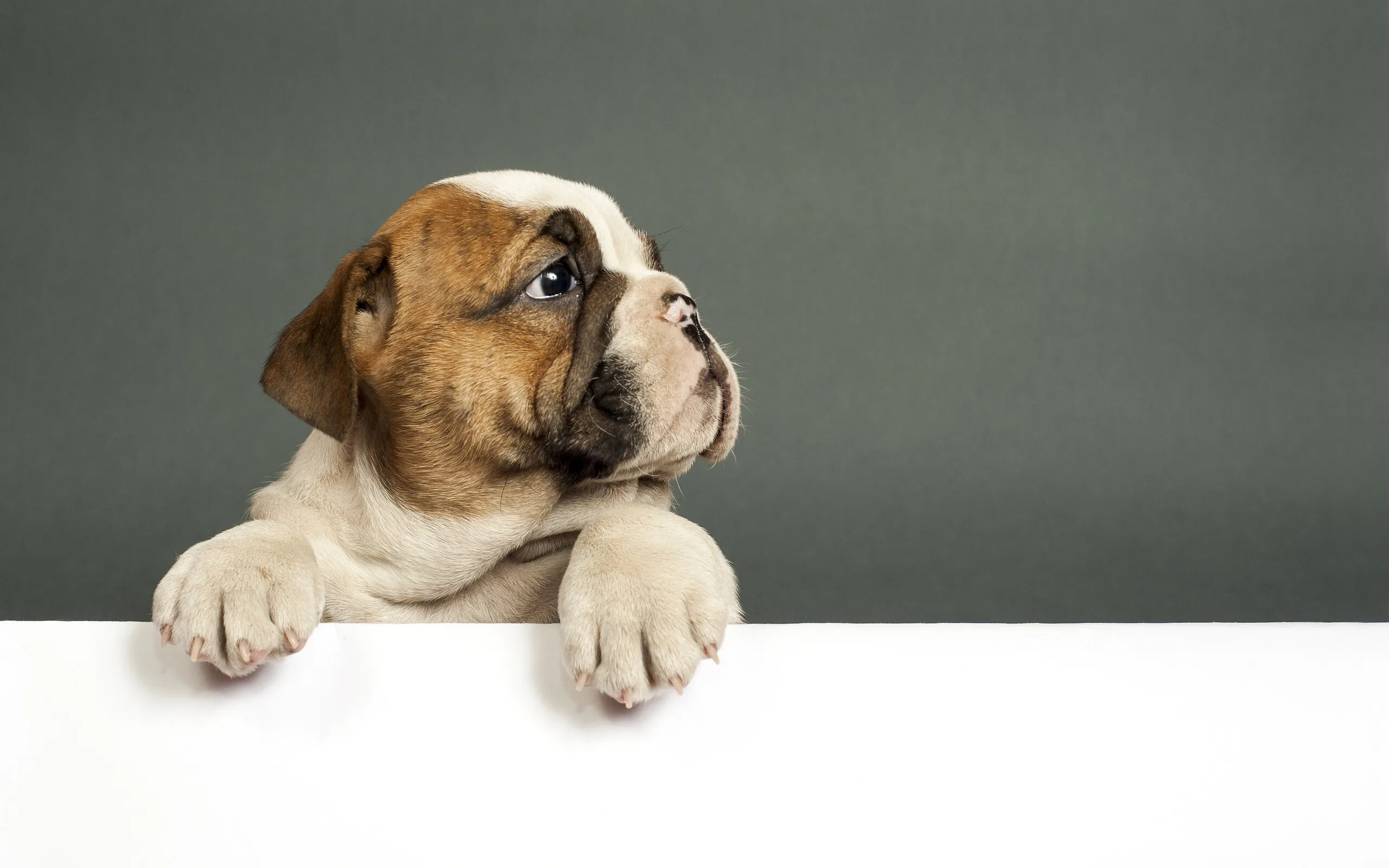Cute Puppy Looking Over White Fence with Curious Eyes