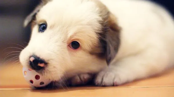 Cute Puppy Lying Down and Chewing on a Small Ball Wallpaper