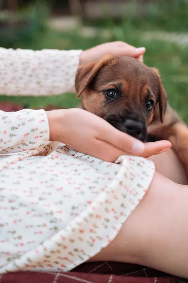 Cute Puppy Resting on a Woman Lap in a Warm Setting Hd