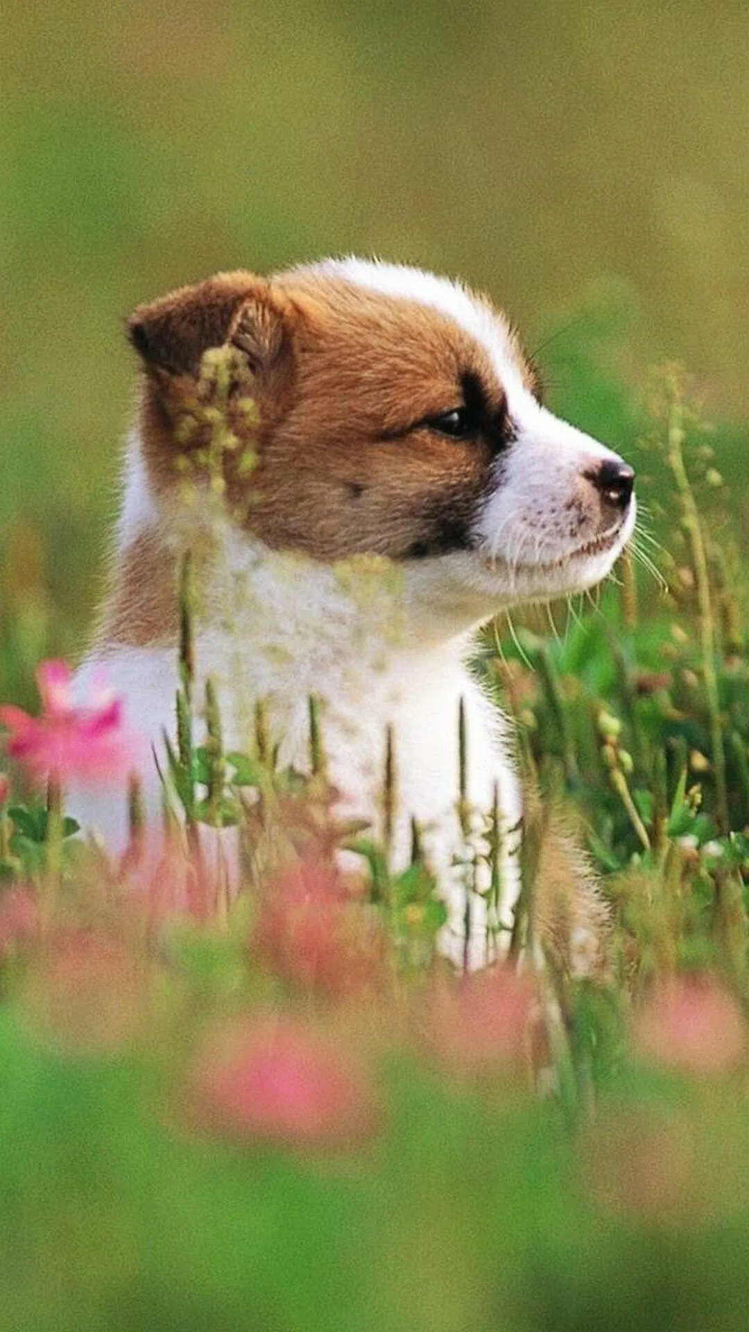 Cute Puppy Sitting in a Green Field with Pink Flowers Around