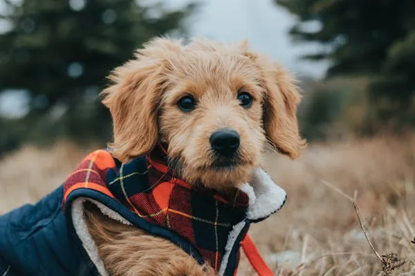 Cute Puppy Wearing a Plaid Jacket Enjoying Nature Wallpaper