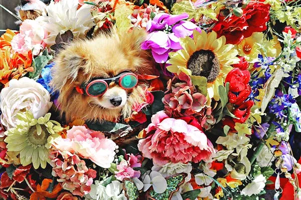 Cute Puppy Wearing Sunglasses Surrounded By Flowers Image