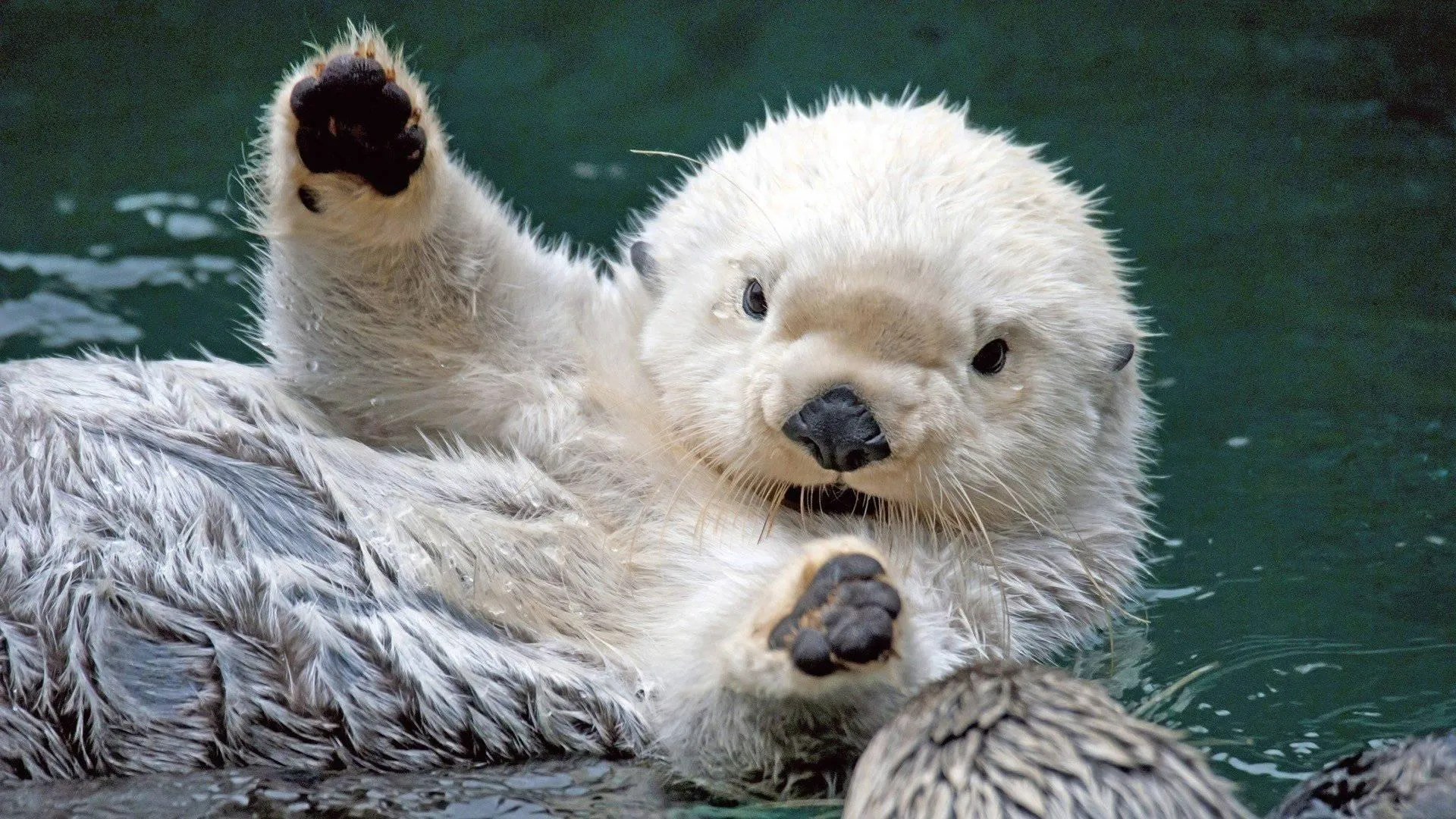 Cute seal pup looking up from icy water free Wallpaper