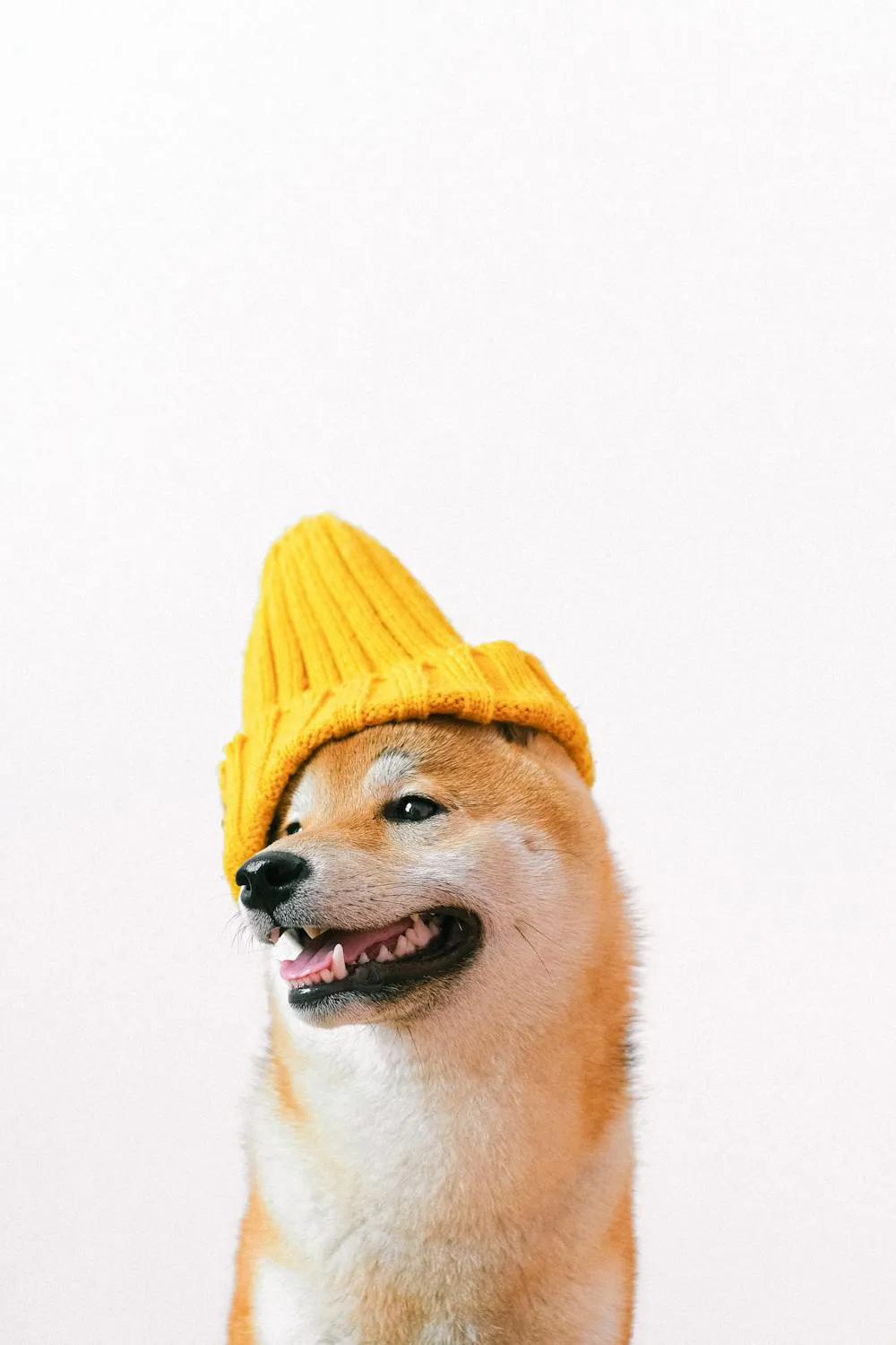 Cute Shiba Inu Puppy Wearing Yellow Woolen Hat Free Hd Image