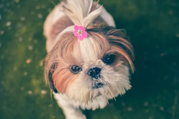 Cute Shih Tzu with a Pink Bow Sitting Against a Green Blur