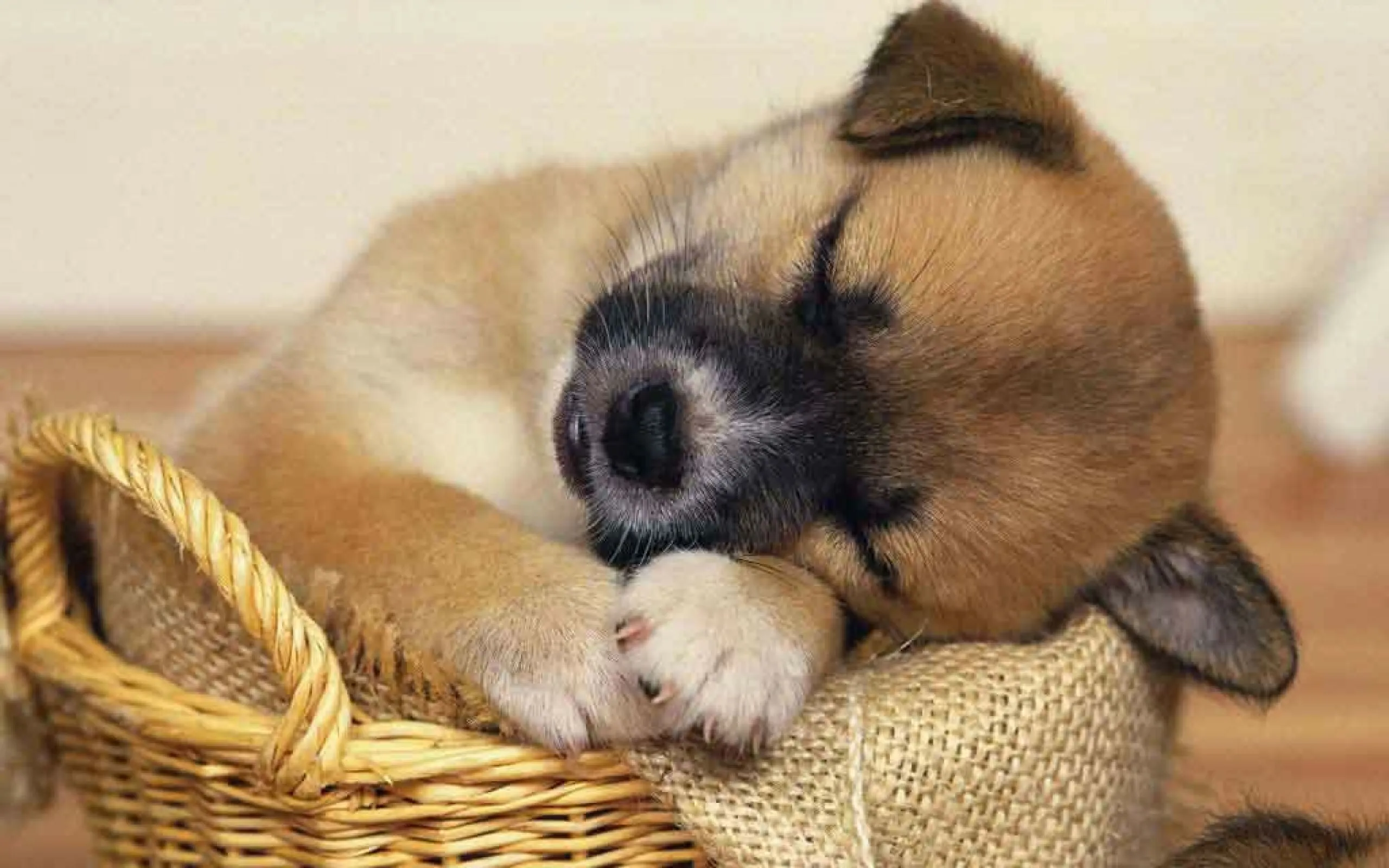 Cute Sleeping Puppy Resting Peacefully in a Wicker Basket