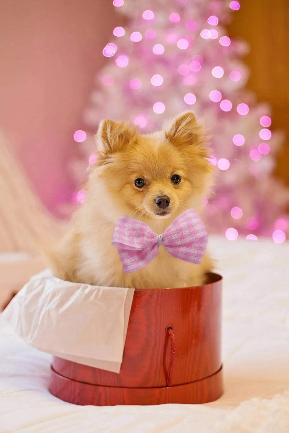 Cute Small Dog Wearing Bow Tie Inside a Gift Box with Lights
