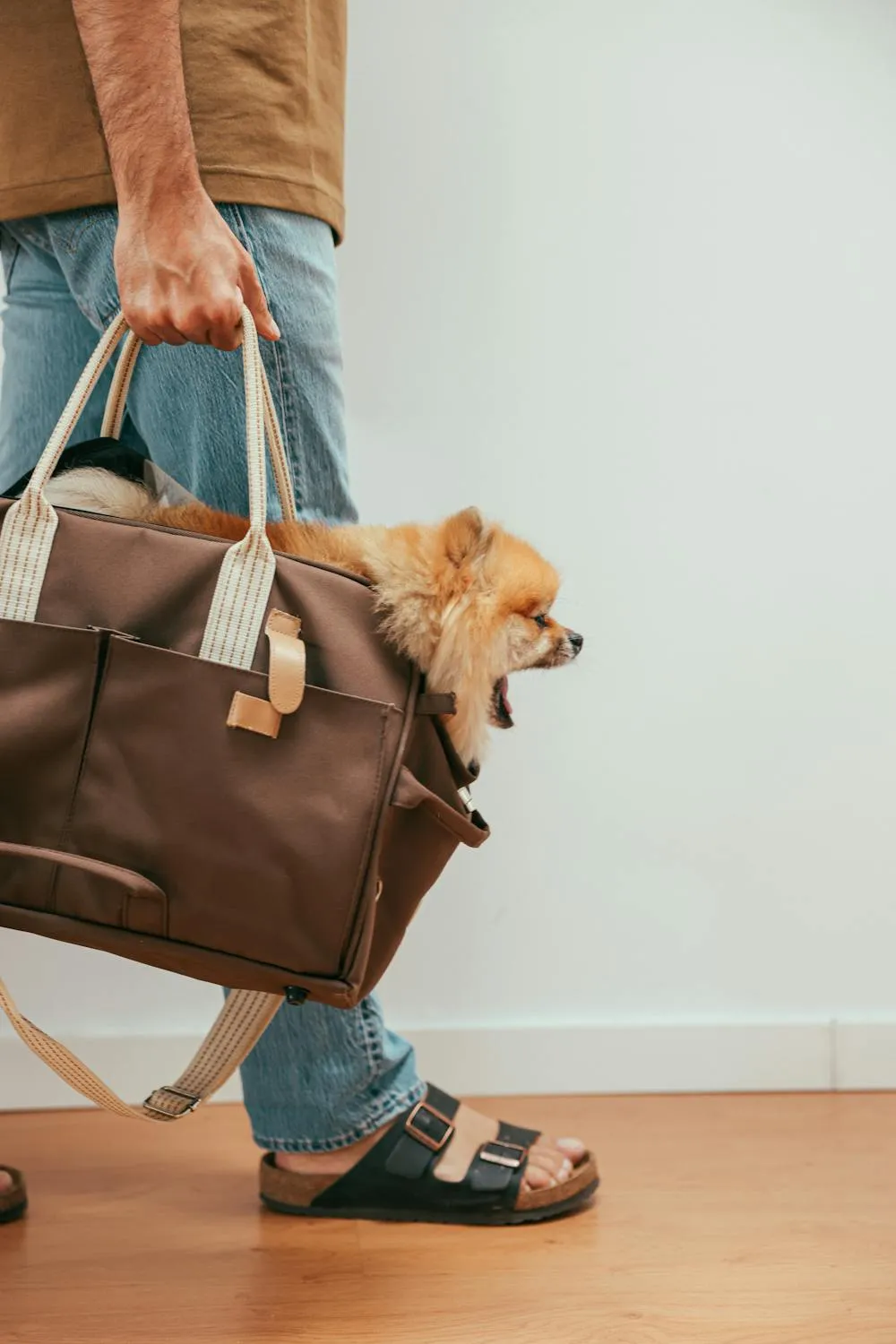 Cute Small Dog Yawning While Sitting Inside a Travel Bag