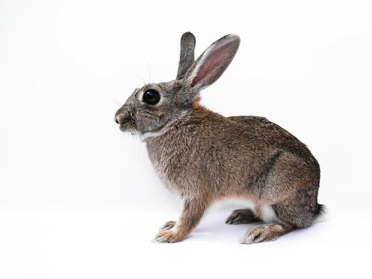 Cute Small Rabbit Sitting on White Background in Studio