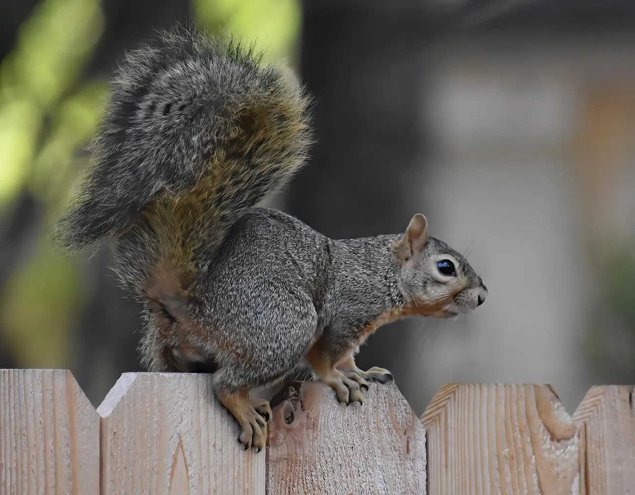 Cute Squirrel Climbing Tree Branch in Natural Forest