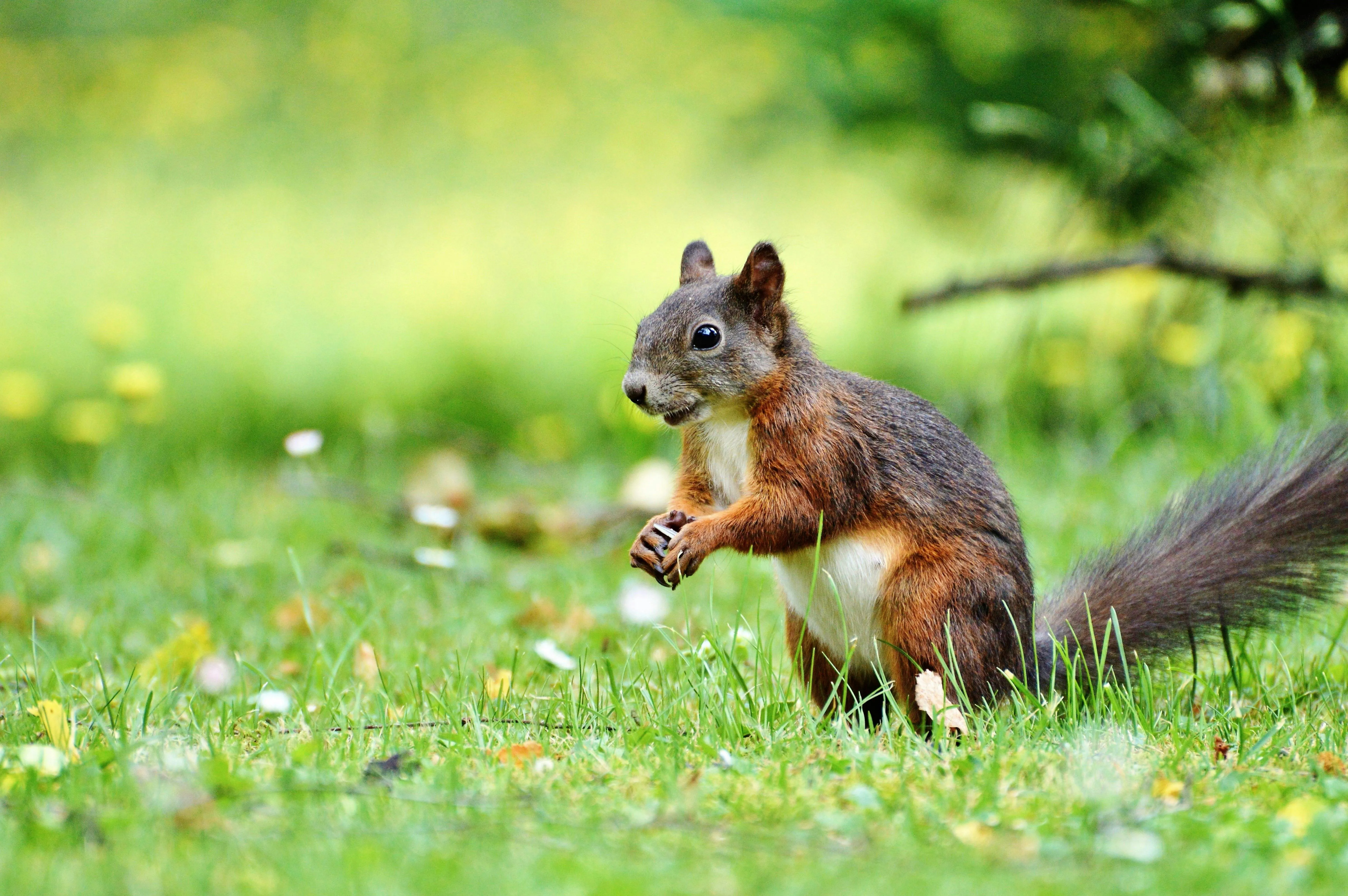 Cute squirrel standing upright on green grass Wallpaper